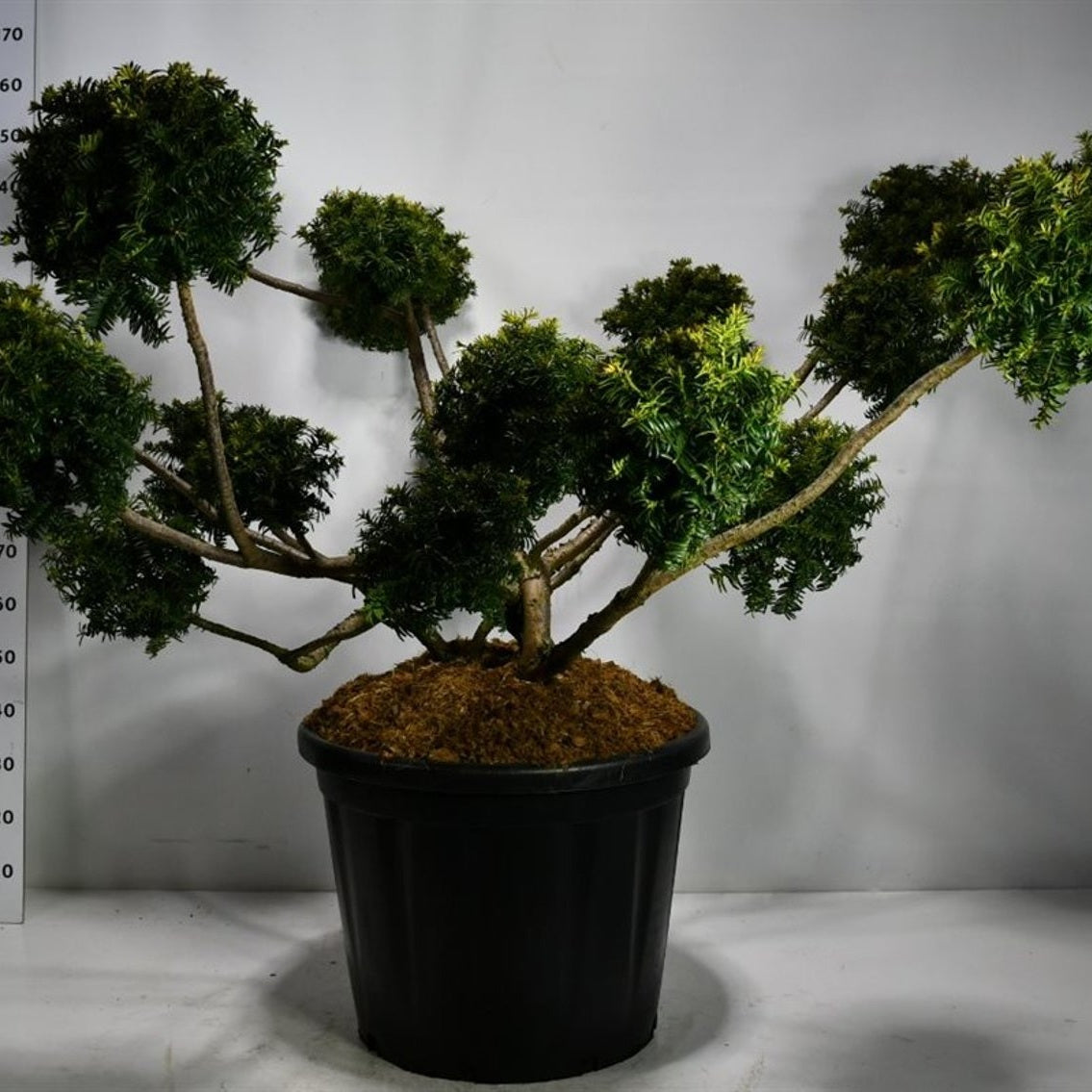 Idegran – Taxus baccata 'Summergold' - C110 125-150 cm. Multiplateau extra